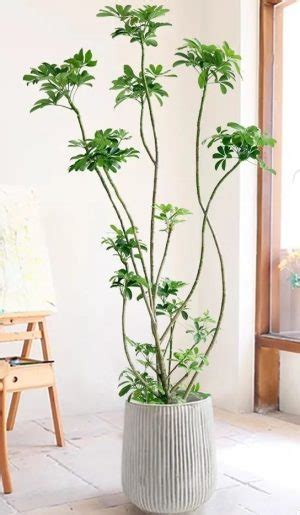 容易養的植物|10種室內大型植物推薦！耐陰好養、風水招財，沒陽光。